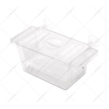 ATLANTİK KRİSTAL YAVRULUK - TEKLİ